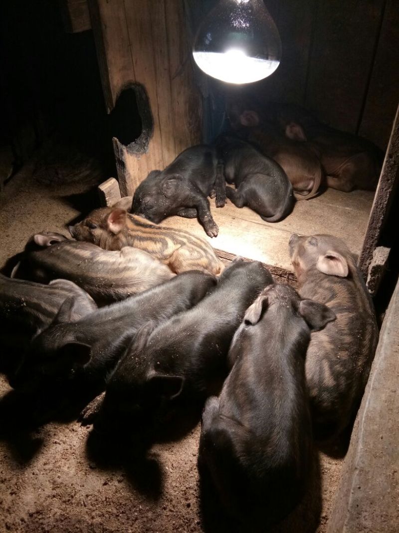 仔猪20~60斤