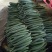 刺黄瓜25公分以上干花带刺