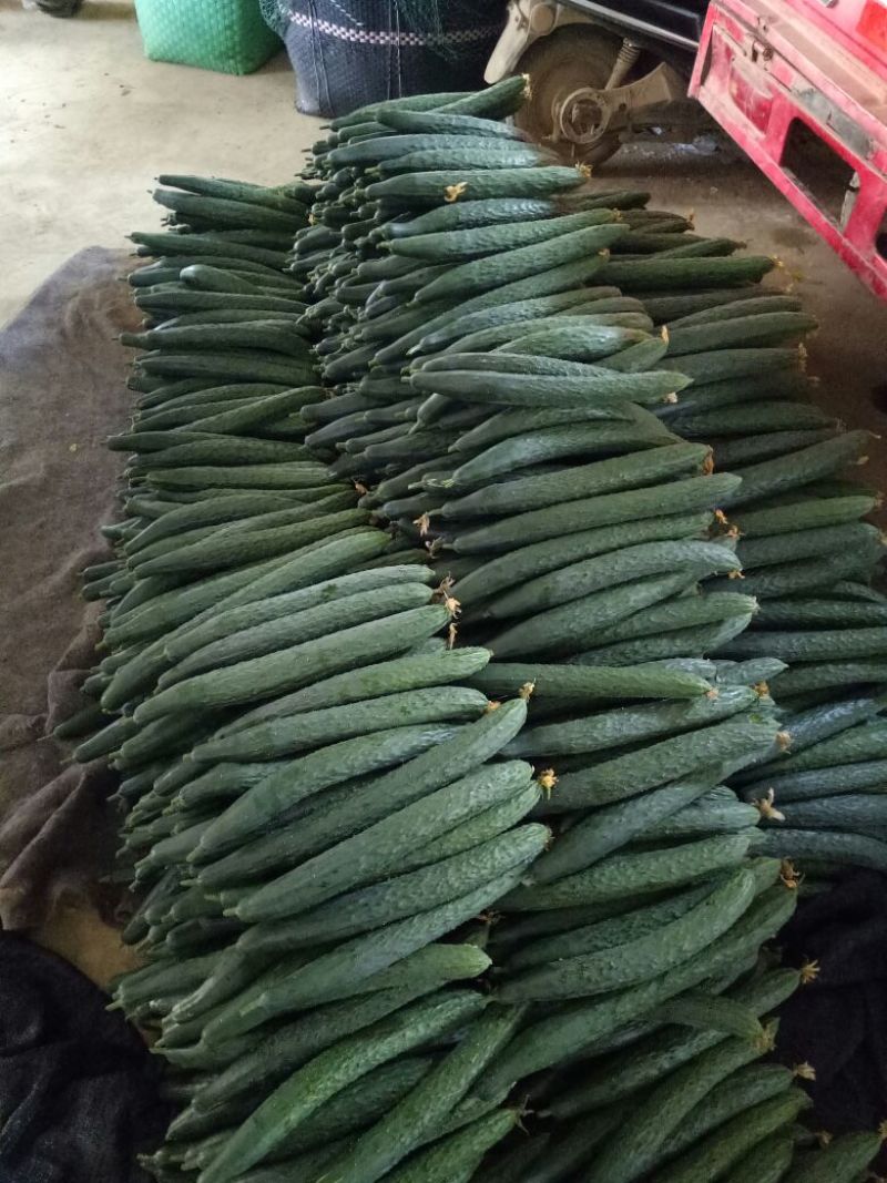 刺黄瓜25公分以上干花带刺