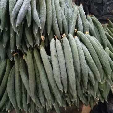 刺黄瓜25公分以上干花带刺