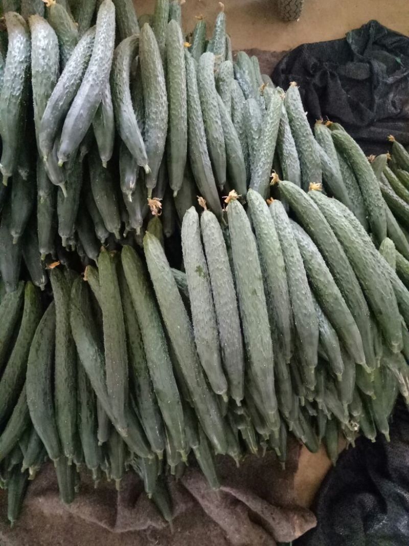 刺黄瓜25公分以上干花带刺