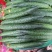 刺黄瓜25公分以上干花带刺