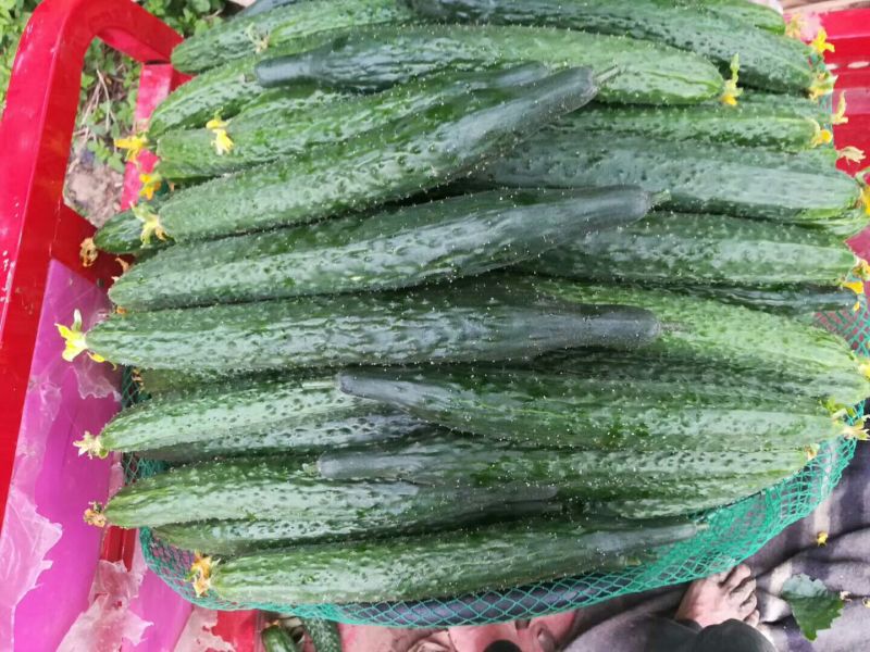 刺黄瓜25公分以上干花带刺