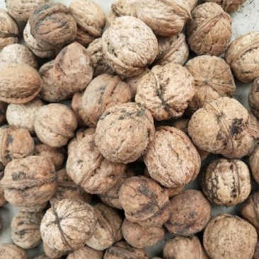 核桃去皮25~30mm干