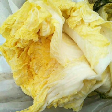 辽宁锦州酸菜盐水浸泡散装