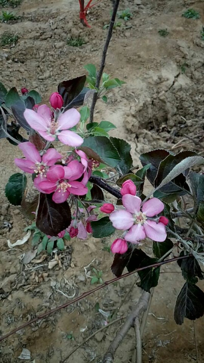 红色之爱苹果苗鑫琦苗木中心供应红肉苹果苗