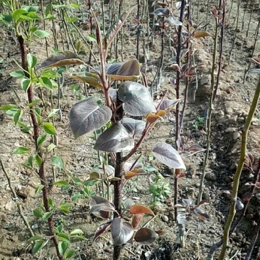 红色之爱苹果苗鑫琦苗木中心供应红肉苹果苗