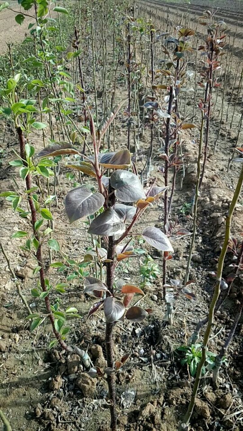 红色之爱苹果苗鑫琦苗木中心供应红肉苹果苗