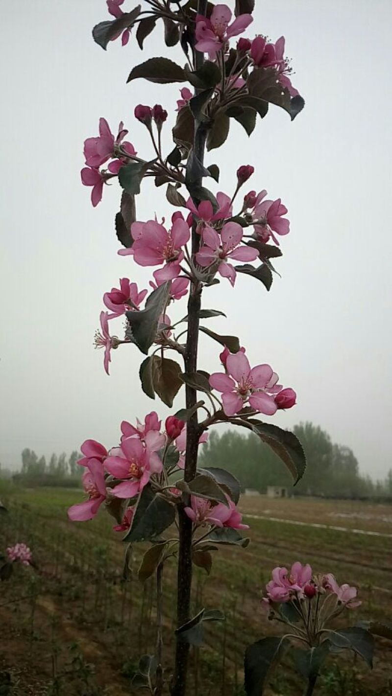 红色之爱苹果苗鑫琦苗木中心供应红肉苹果苗