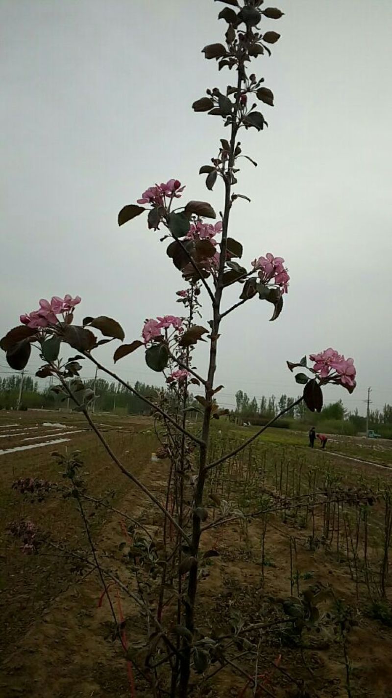 红色之爱苹果苗鑫琦苗木中心供应红肉苹果苗