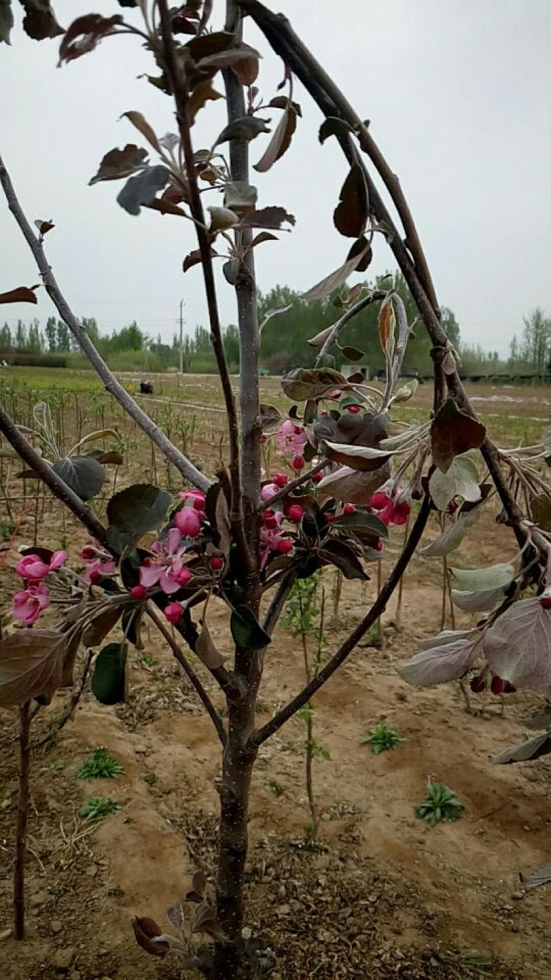 红色之爱苹果苗鑫琦苗木中心供应红肉苹果苗