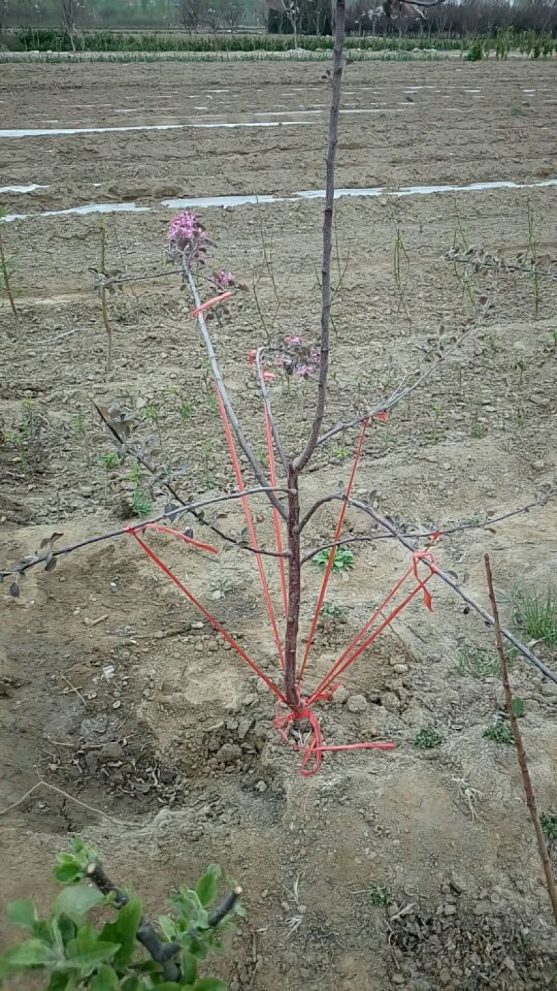 红色之爱苹果苗鑫琦苗木中心供应红肉苹果苗