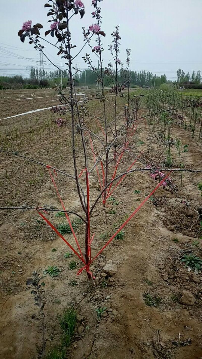 红色之爱苹果苗鑫琦苗木中心供应红肉苹果苗