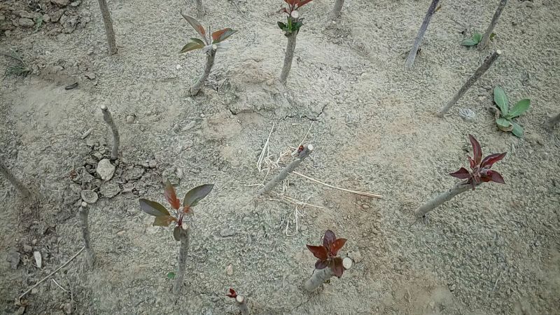 红色之爱苹果苗鑫琦苗木中心供应红肉苹果苗