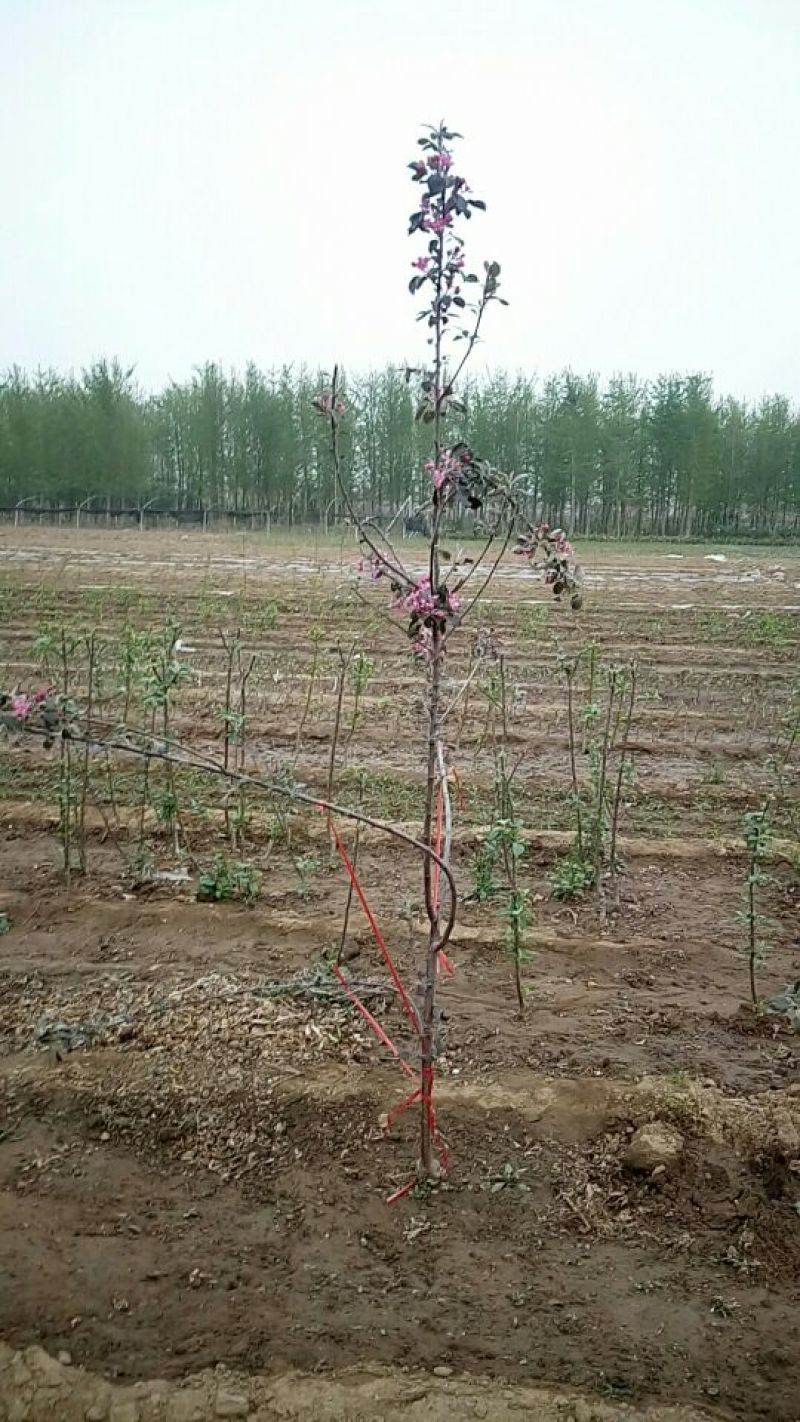 红色之爱苹果苗鑫琦苗木中心供应红肉苹果苗