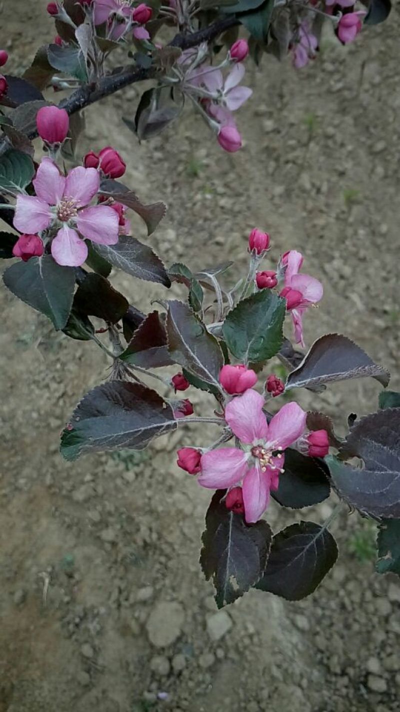 红色之爱苹果苗鑫琦苗木中心供应红肉苹果苗