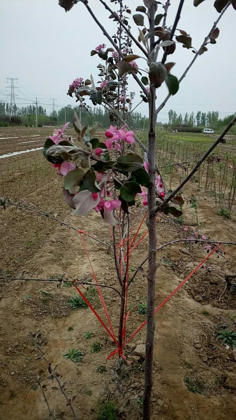红色之爱苹果苗鑫琦苗木中心供应红肉苹果苗