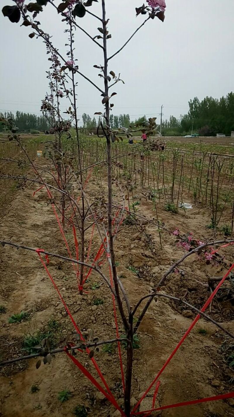 红色之爱苹果苗鑫琦苗木中心供应红肉苹果苗