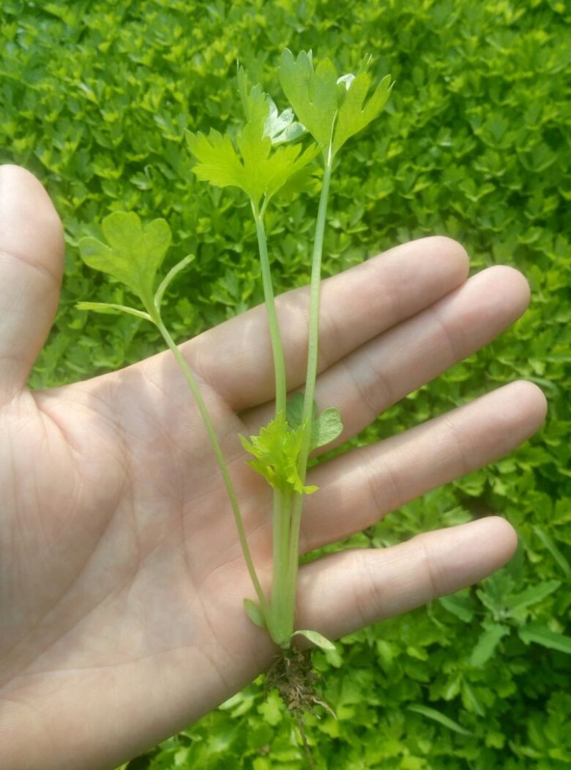 西芹苗15~30cm