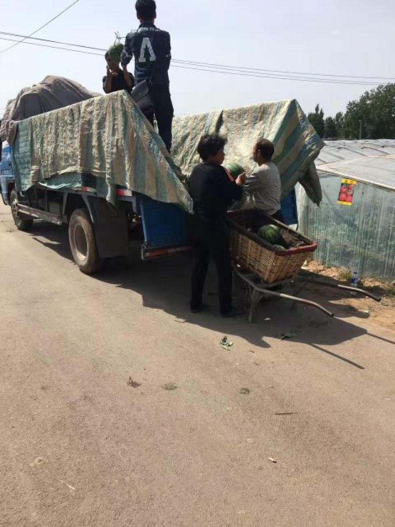 山东大棚京欣大量上市中，熟度好，甜度高！！！