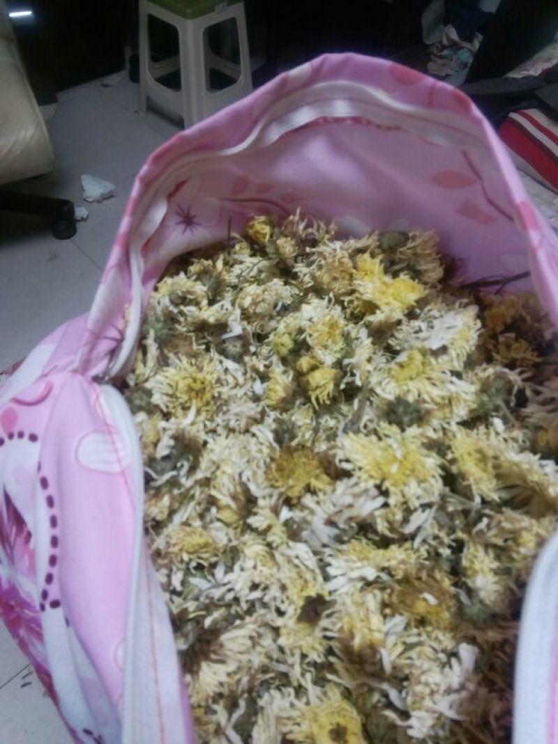 药用菊花袋装