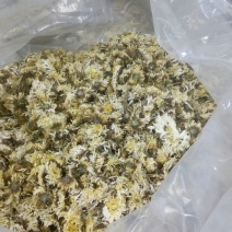 药用菊花袋装