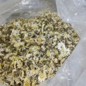 药用菊花袋装