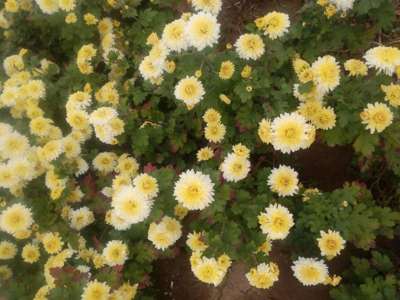 药用菊花袋装