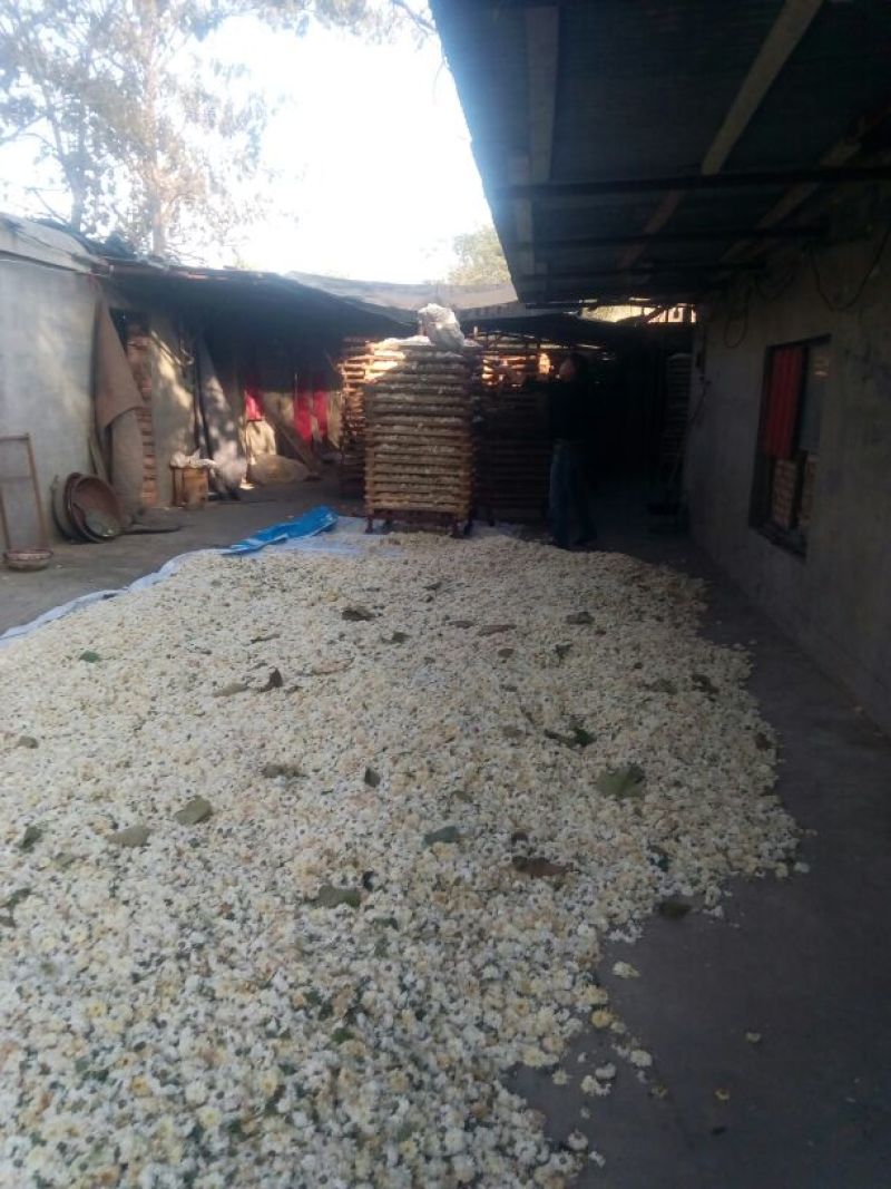 药用菊花袋装