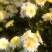 药用菊花袋装