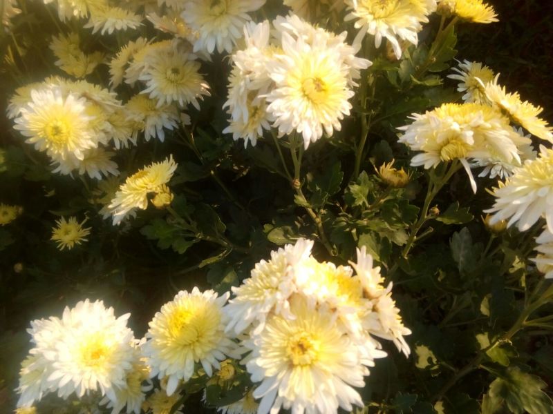 药用菊花袋装