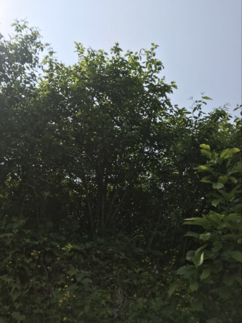 山蜡梅8~10cm6~8cm2.5~3米