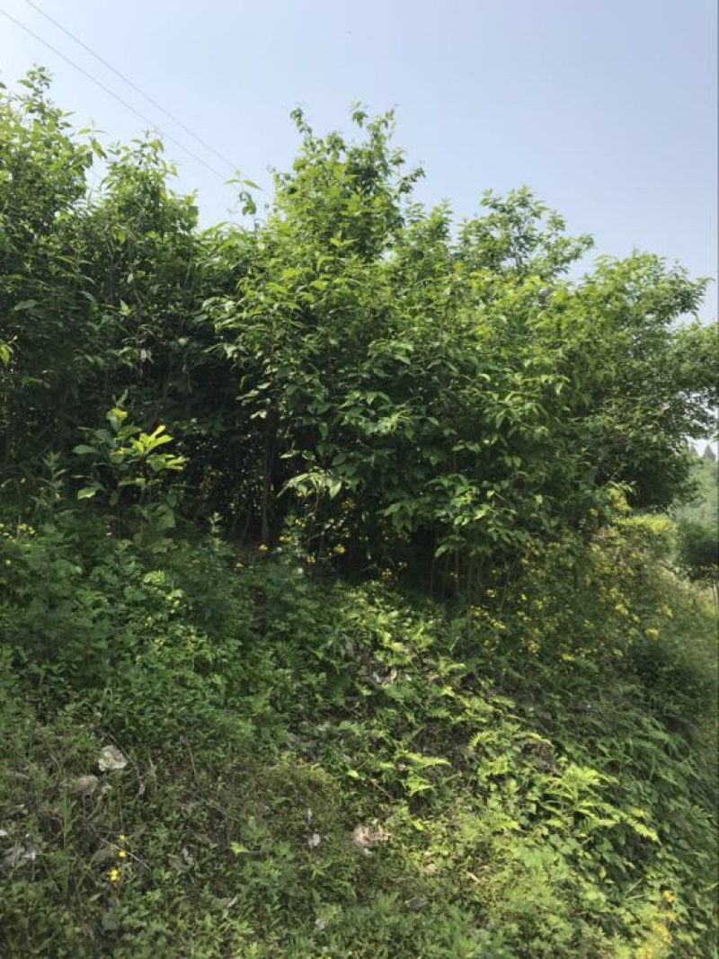 山蜡梅8~10cm6~8cm2.5~3米
