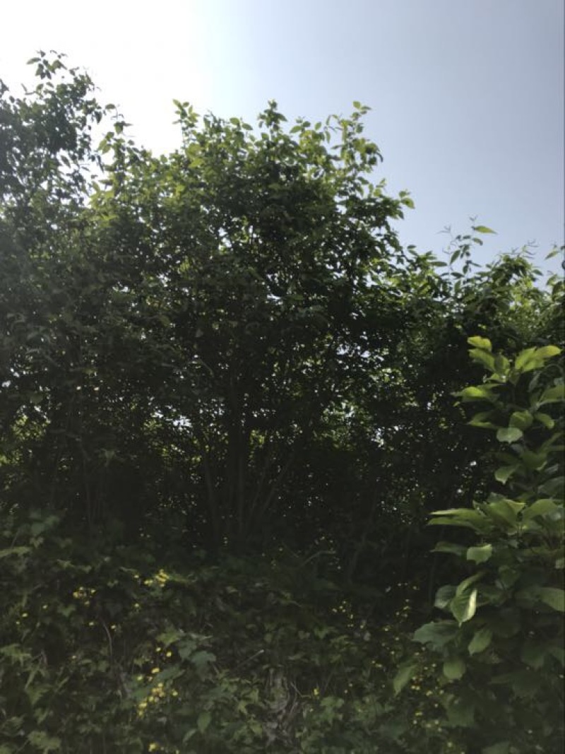 山蜡梅8~10cm6~8cm2.5~3米