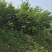 山蜡梅8~10cm6~8cm2.5~3米