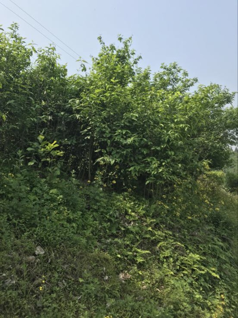 山蜡梅8~10cm6~8cm2.5~3米