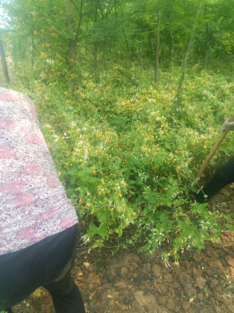 金银花苗50~60cm