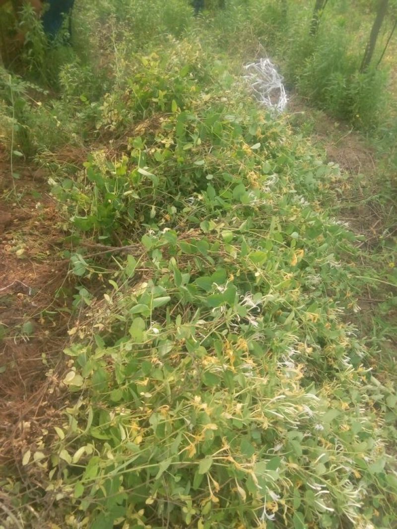 金银花苗50~60cm