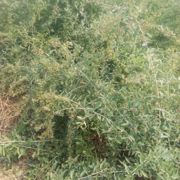 金银花苗50~60cm