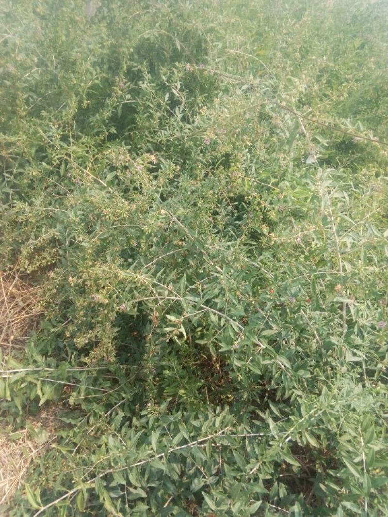 金银花苗50~60cm
