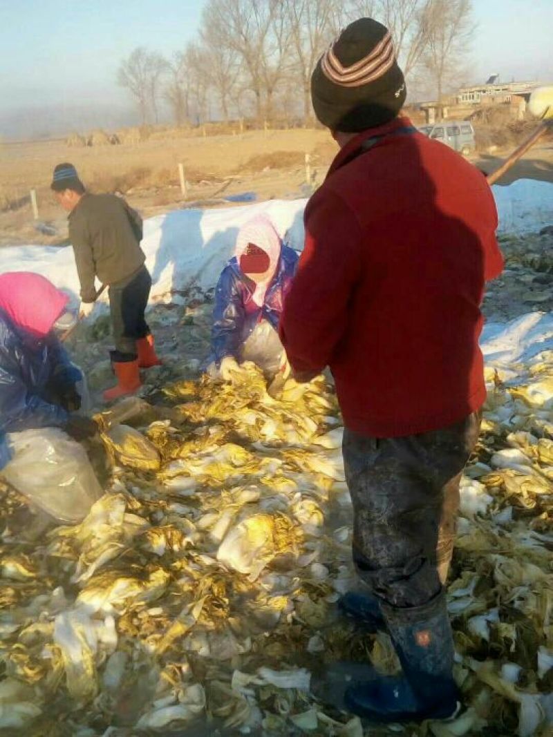 辽宁锦州酸菜盐水浸泡散装