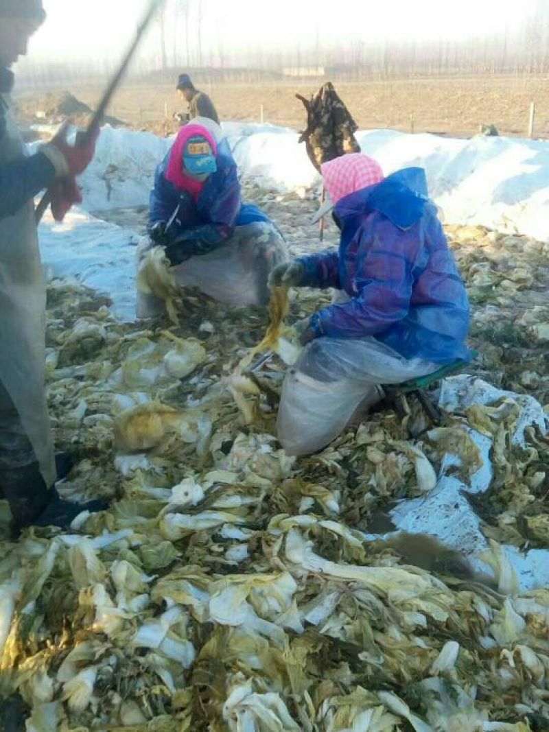 辽宁锦州酸菜盐水浸泡散装