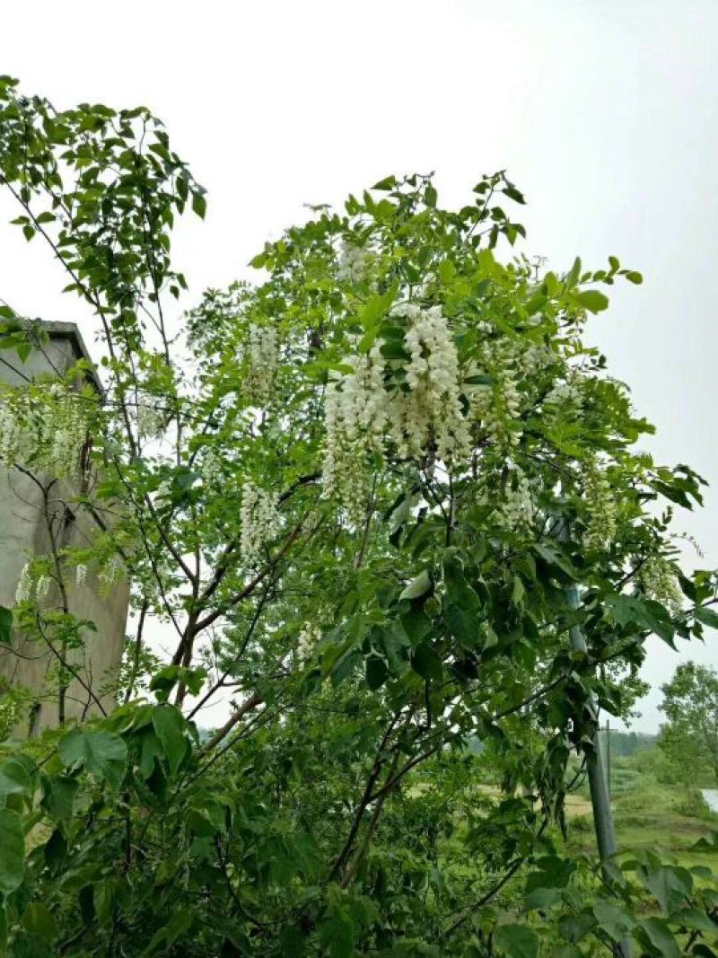 土蜂蜜1斤