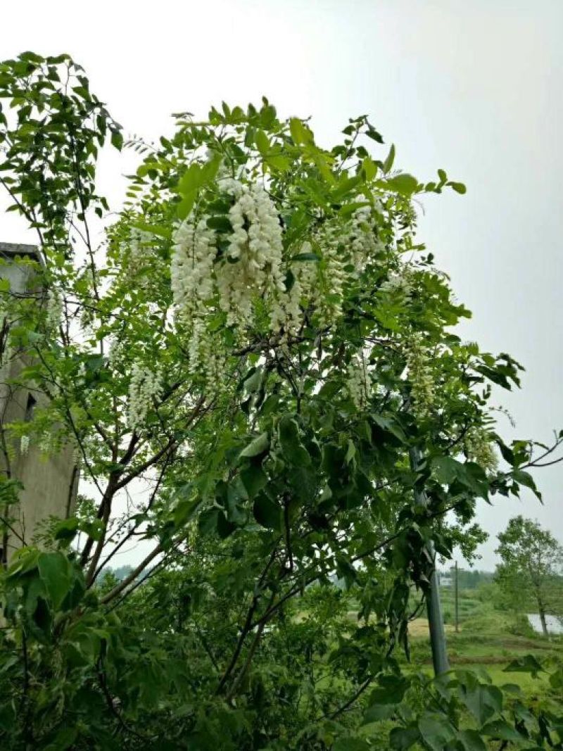 土蜂蜜1斤