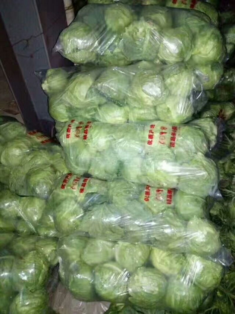 山东临沂精品甘蓝包菜，质优价廉货源充足欢迎选购诚信代办