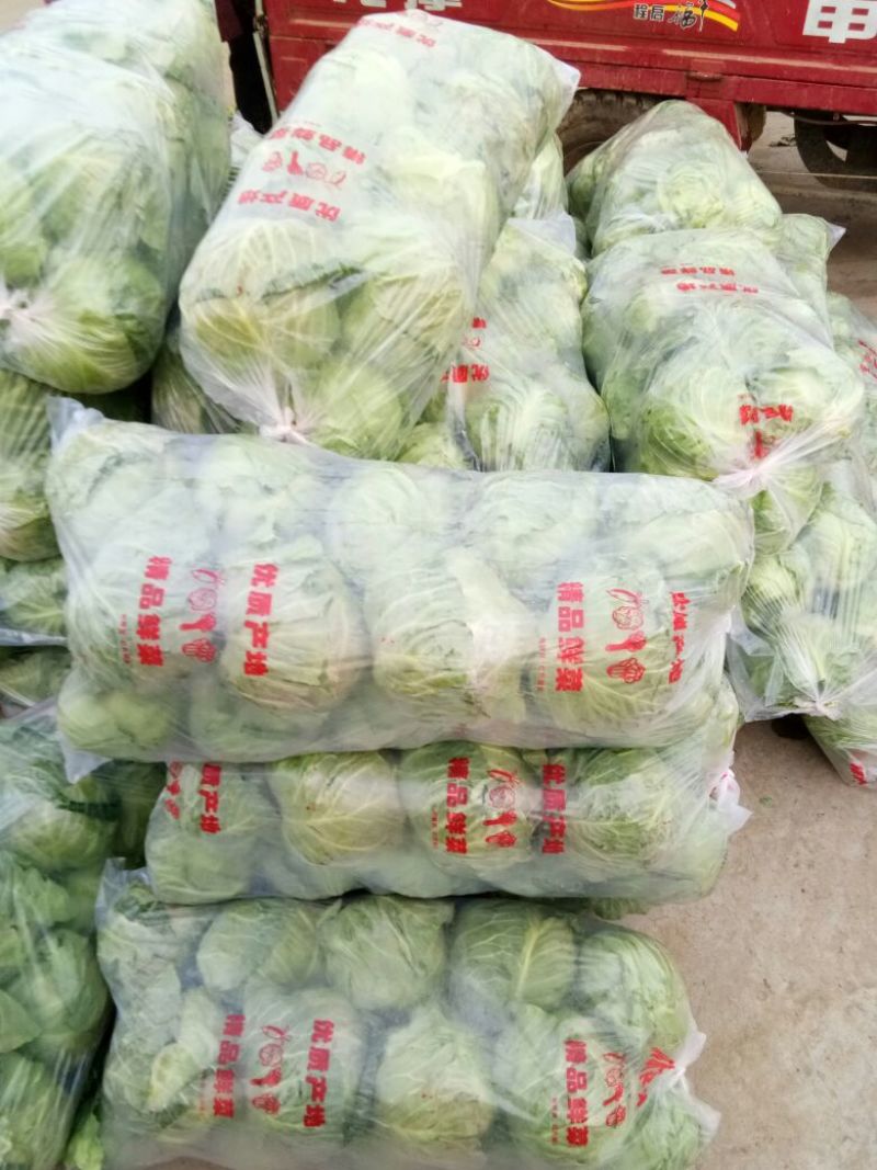 山东临沂精品甘蓝包菜，质优价廉货源充足欢迎选购诚信代办