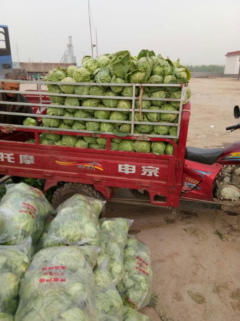 山东临沂精品甘蓝包菜，质优价廉货源充足欢迎选购诚信代办