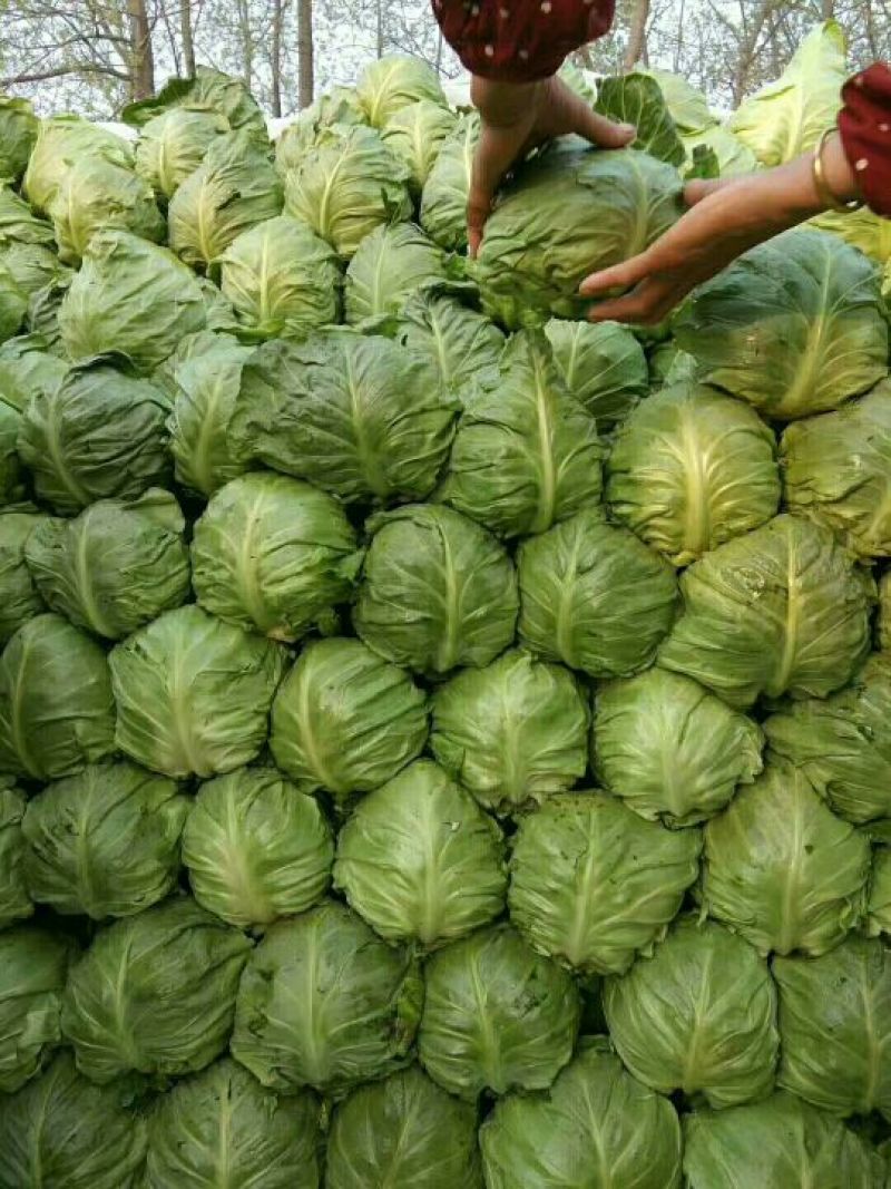 山东临沂精品甘蓝包菜，质优价廉货源充足欢迎选购诚信代办