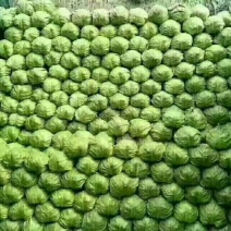 山东临沂精品甘蓝包菜，质优价廉货源充足欢迎选购诚信代办