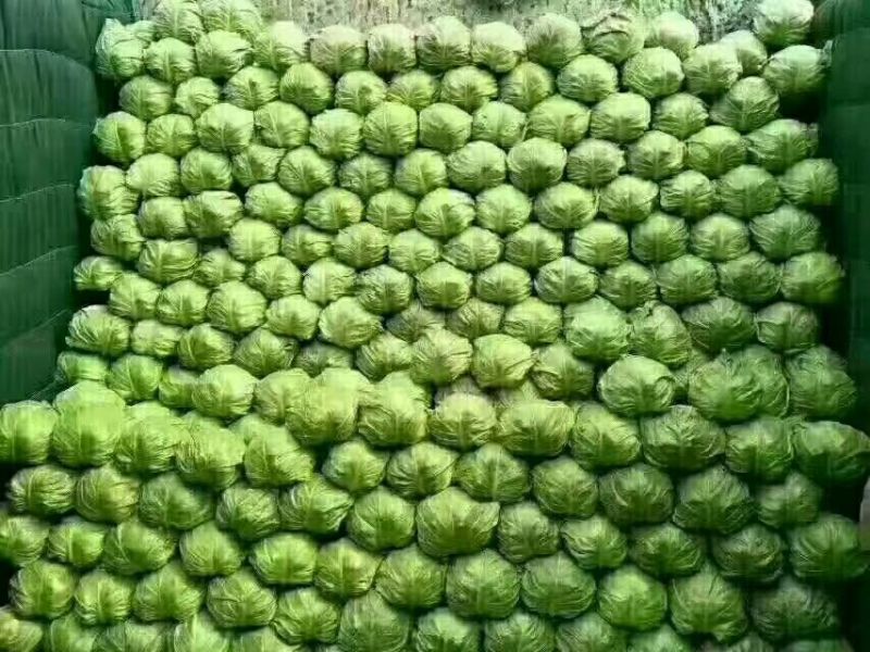 山东临沂精品甘蓝包菜，质优价廉货源充足欢迎选购诚信代办